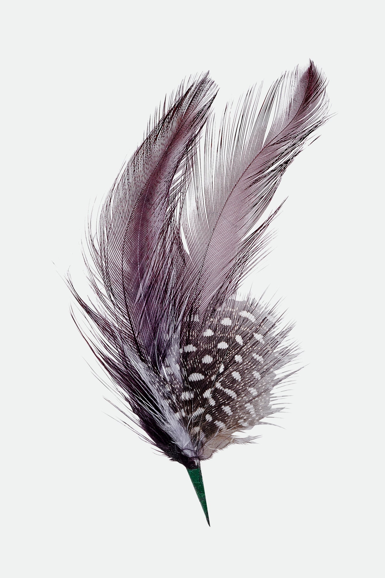 Brixton Thomas Hat Feather Accessories Unisex Flerfarvede | 7641FVJNW